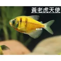 在飛比找蝦皮購物優惠-台南養殖場 (天使磚魚)天使魚 可超商 彩色群 金磚 綠磚 