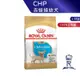 【ROYAL CANIN 法國皇家】吉娃娃幼犬專用乾糧(CHP_1.5kg)｜皇家粉絲團 吉娃娃飼料 幼犬飼料 狗飼料