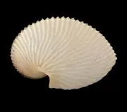 Sea shells Argonauta argo 112.2mm.Aquarium Decoration Products