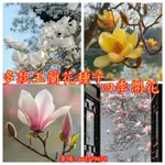 🌺【玉蘭花種子】 白玉蘭種子 金玉蘭花種子 觀賞花種子 藥用花種子 庭院花卉種子 四季開花