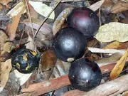 Black Walnut Endiandra globosa Tree