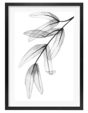 [Profile Australia] Australian Made Transparent Eucalyptus Feather Leaves Art Print A2 in Black Frame