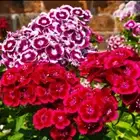Dianthus chinensis Dwarf Double Mix 200 seeds . Perennial