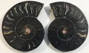 Split & Polished Black Ammonite Fossil w/ Calcite Chambers 199.8g 3 11/16"#11