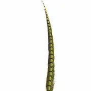 30" to 38" Lady Amherst Pheasant Side Tail Feather - Yellow