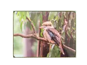 Placemats Kookaburra set of4 boxed