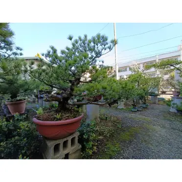 五葉松　大型盆栽 五葉松大型盆栽的價格推薦- 2026年06月|飛比價格