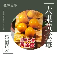 在飛比找蝦皮購物優惠-植得｜日本大果黃金莓·大果燈籠果｜果樹苗木