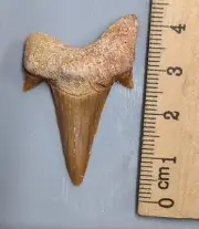 40 Million year old Fossil OTODUS SHARK TOOTH From Morocco (#F6396)