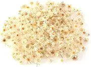 140 Pcs Mini Dried Flowers for Resin, Tiny Natural Real Dried Pressed Flowers Bulk Accessories for DIY, Candles Soap Making, Multi-Color Craft Flowers for Nails and Jewelry Making (White)