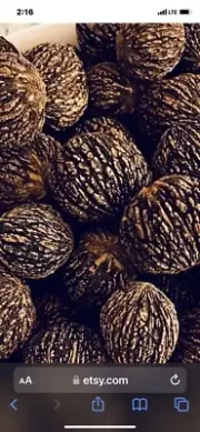 Black Walnuts in Shell - 2.5 lb - Squirrel and Wildlife Food - Wild Harvested
