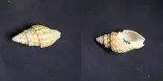 #1977 Cominella Tigrina, Jeffrey Bay, South Africa 33.9mm sea snail shell