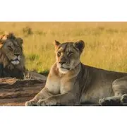 Save 6.66%! Nairobi National Park, Giraffe Centre & Kobe Beads Factory Trip