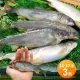 【築地一番鮮】宜蘭帶卵小香魚3盒(11-17尾裝/920g/盒)