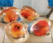 Decoupage Lily Shells Art Gilded Clam Shells Set of 4 Anthurium Lily Shell Art