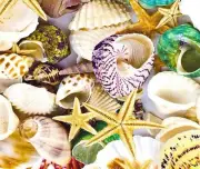 SEASHELL STARFISH NAUTICAL OCEAN LIFE COMPUTER MOUSE PAD 9 X 7 FABRIC AND RUBBER