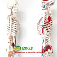 在飛比找蝦皮購物優惠-(ENOVO-423) 醫用人體170CM骨骼模型 數字標識