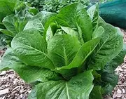 Lettuce Cos Verdi 150 Seeds & OP Seeds, Untreated Vegetable