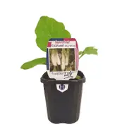 95mm Eggplant Mini White - Solanum melongena - Super Foods