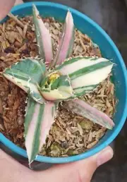 Feature Rare Agave titanota 'White Whale’(Variegated) Random Boutique