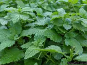 Buy Lemon Balm Herb Plants for sale (Melissa officinalis)