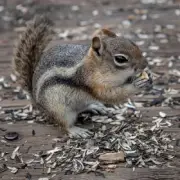 QPuzzles 256 Piece Jigsaw Puzzle - Chipmunk