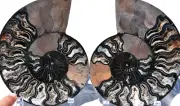 Large Black Ammonite Pair 181mm Deep Crystals XXL 7.2" 110myo fossil 2963xx