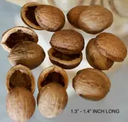 20 40 Walnut Shell Halves in Pairs DIY Natural Arts & Crafts Supply Home Accents