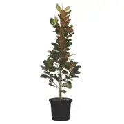 330mm Magnolia Teddy Bear - Magnolia grandiflora