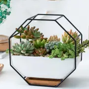Geometric Wall Hanging Table with Bamboo Support and Iron Frame for Succulents