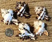 5 MEDIUM MUREX INDIVIA SEA SHELLS - COLLECTING OR CRAFTING