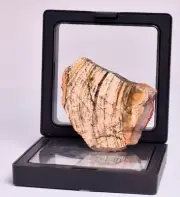 MICROBIAL MAT, STROMATOLITE STRELLEY POOL POLISHED SLICE, Australia S392