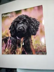 Poodle 2025 Wall calendar 12x12 -Avonside