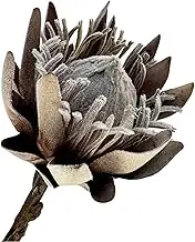 NuT's 1pc Artificial Dried King Protea Flowers 19 inch Fake Wildflower Tropical Australian Native Flower for Home Decoration Wedding Anniversary