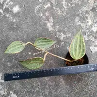 在飛比找蝦皮購物優惠-《喬西花園》毬蘭 H.macrophylla variega