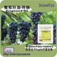 (舒亞)葡萄籽油-特級初榨Grapeseed Virgin Oil Crude-100ml