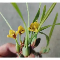 在飛比找蝦皮購物優惠-maxillaria variabilis 原種腋唇蘭 迷你