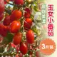 【家購網嚴選】玉女小番茄3斤裝*1盒_廠商直送