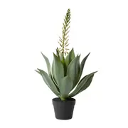 [James Lane] Aloe Flowering Plant Potted - 46cm x 46cm x 80 cm