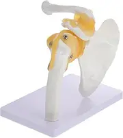 CHILDWEET 1pc Human Model Material Shoulder Joint Model for Teaching Stable Base for Education and Medical Use
