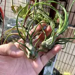 【小玩植】空氣鳳梨 🌿章魚(瓜地馬拉型) TILLANDSIA BULBOSA 🐙，章魚(瓜地馬拉型)