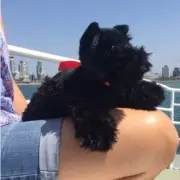 Haggis (Scottish Terrier - 28cm floppy)
