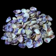 Purple Coquina Clam Shell For Crafts Art Decor Natural Sea Shell approx.850 pcs
