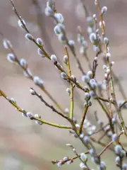 Pussy Willow Tree Cuts, Already Rooted - 2 Cuts