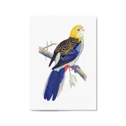 Pale Headed Rosella Exotic Bird Drawing Wall Art