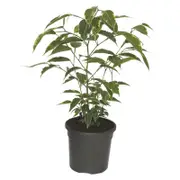 120mm Starlight Weeping Fig - Ficus benjamina Variegata