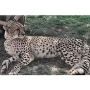 Save 20.00%! Cheetahs Encounter Giraffe house Wine tasting private tour