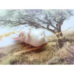 T-ARTS ZOO.休眠動物園-睡眠兔子🐰