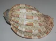97 mm LARGE GREAT PATTERN Harpa Davidis Harp Seashell #A1 From Tamil Nadu Island
