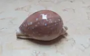 Cypraea camelopardalis 73.6 F++++ red sea shell Sharmiensis super naural glossy